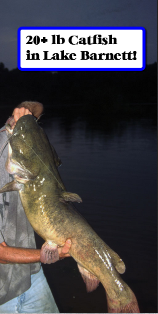 20-25lb Catfish in Lake Barnett!