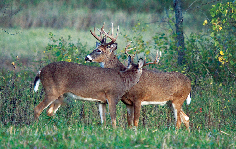 Whitetail love trees and water