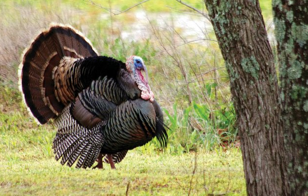 Gobble Gobble, Turkey Hunters