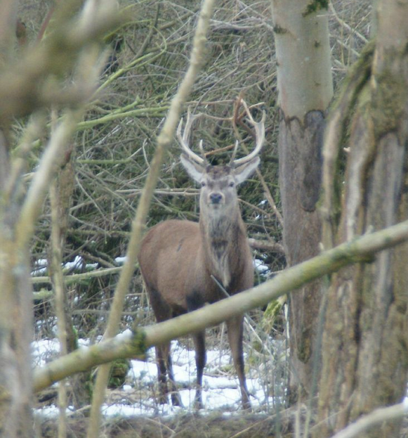 Whitetail deer, turkey. fishing, and many other activities in White County