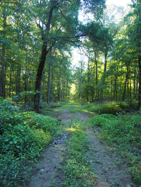 Holland Bottoms State WMA has so much nature for you to go and make memories!